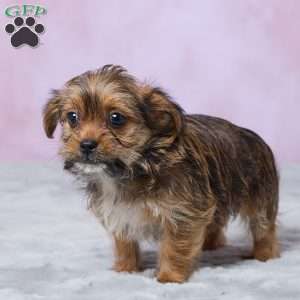 Lala, Shorkie Puppy